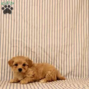 Kathy, Maltipoo Puppy